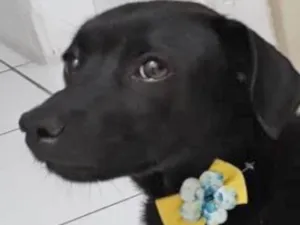 Cachorro raça SRD idade 1 ano nome KARINA