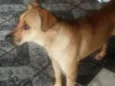 Paloma