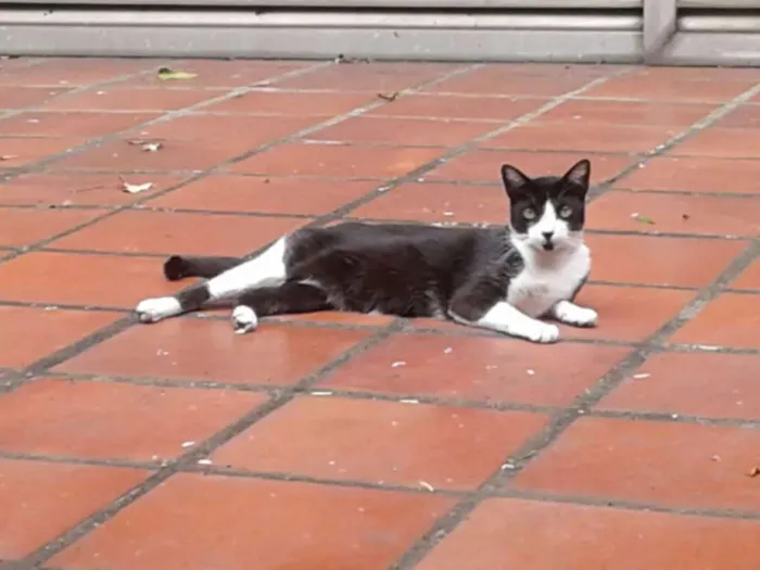 Gato raça SRD idade 6 ou mais anos nome FRIDA