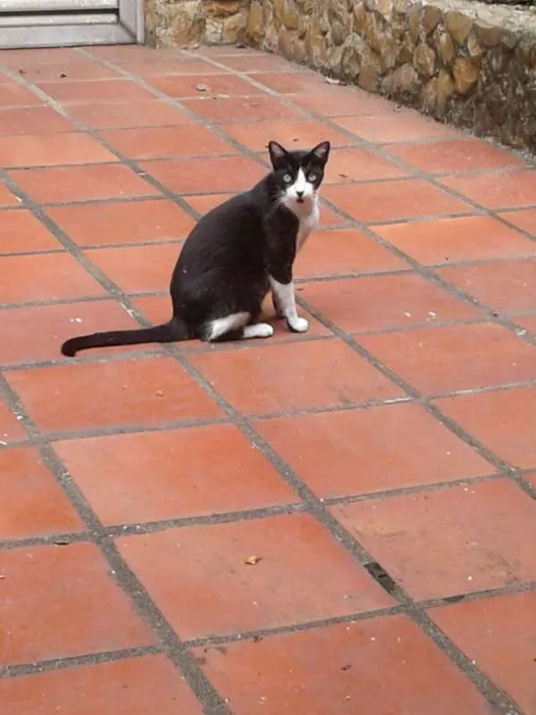 Gato raça SRD idade 6 ou mais anos nome FRIDA