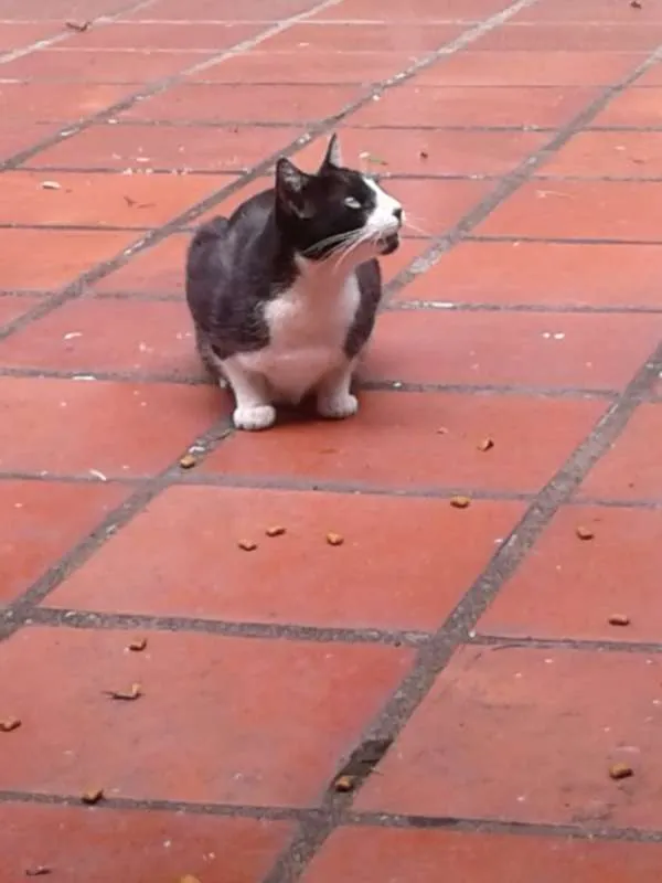 Gato raça SRD idade 6 ou mais anos nome FRIDA