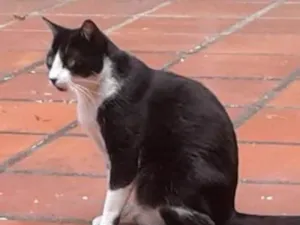 Gato raça SRD idade 6 ou mais anos nome FRIDA