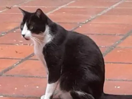 Gato raça SRD idade 6 ou mais anos nome FRIDA