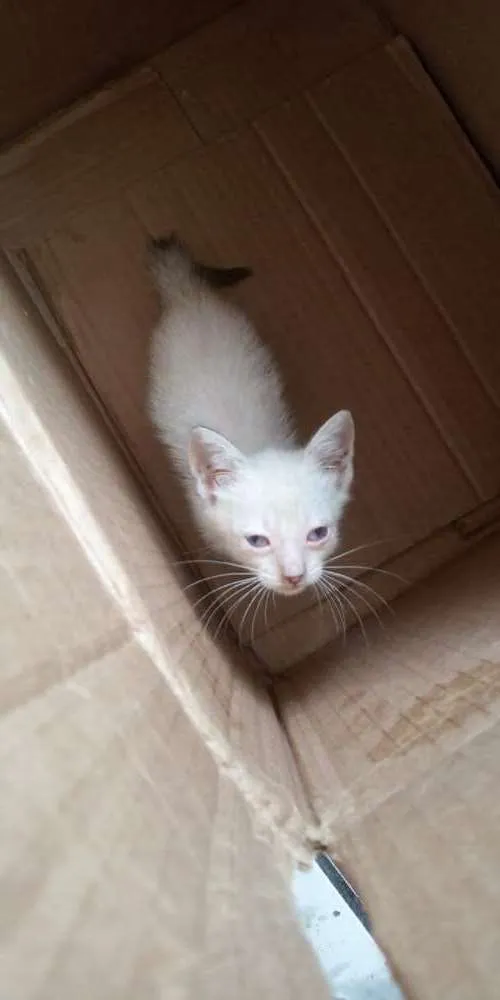 Gato raça Desconheço idade Abaixo de 2 meses nome Hoppe