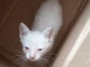 Gato raça Desconheço idade Abaixo de 2 meses nome Hoppe