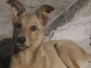 Cachorro raça Srd idade 2 a 6 meses nome Paçoca 
