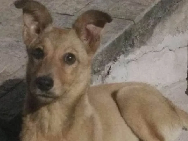 Cachorro ra a Srd idade 2 a 6 meses nome Paçoca 
