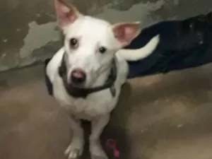 Cachorro raça Vira lata idade 5 anos nome Natasha