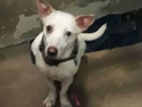 Cachorro ra a Vira lata idade 5 anos nome Natasha
