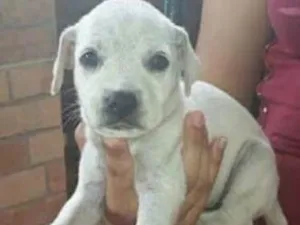Cachorro raça SRD idade Abaixo de 2 meses nome Flock, Bela, pistach