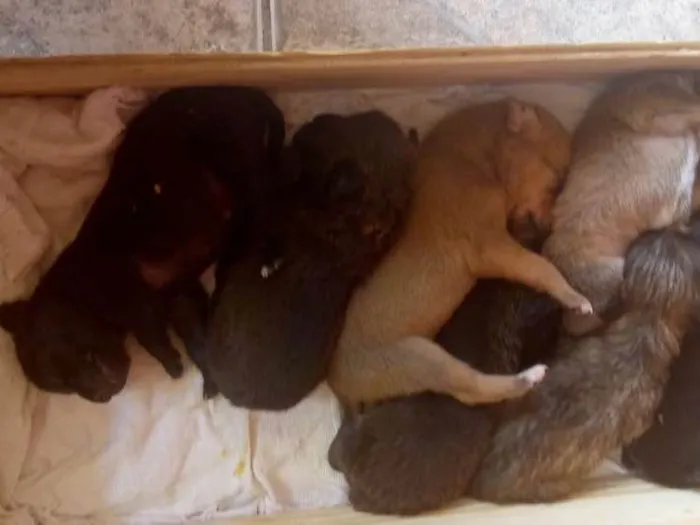 Cachorro ra a Srd idade Abaixo de 2 meses nome Uma ninhada de filho
