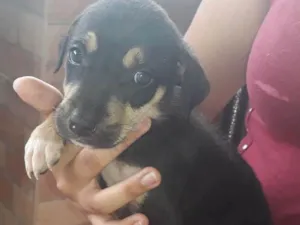 Cachorro raça SRD idade Abaixo de 2 meses nome Billy