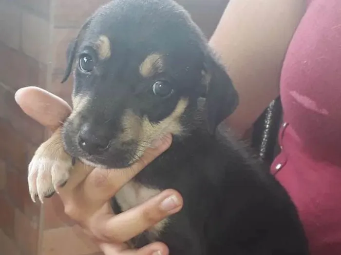 Cachorro ra a SRD idade Abaixo de 2 meses nome Billy