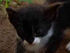 Gato raça SRD idade Abaixo de 2 meses nome Pintado
