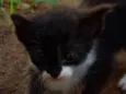 Pintado