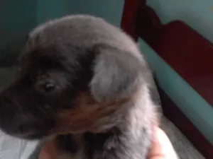 Cachorro raça srd idade Abaixo de 2 meses nome Não tem nome
