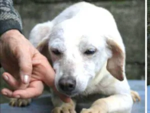 Cachorro raça  idade 6 ou mais anos nome Ritinha 