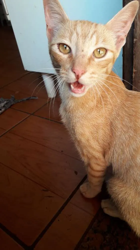 Gato ra a Viralata idade 7 a 11 meses nome Archie