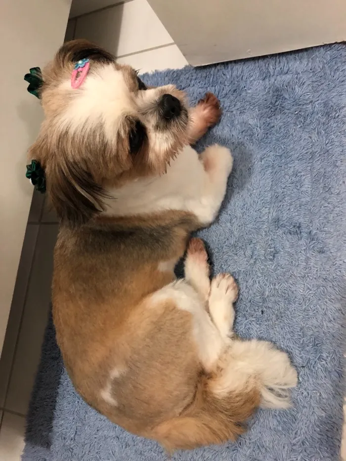 Cachorro ra a Shiatzu idade 6 ou mais anos nome Tammy