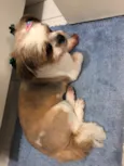 Tammy