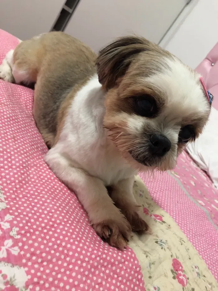 Cachorro ra a Shiatzu idade 6 ou mais anos nome Tammy