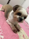 Tammy