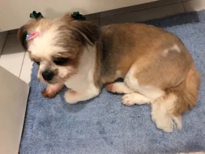 Cachorro raça Shiatzu idade 6 ou mais anos nome Tammy