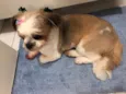 Tammy
