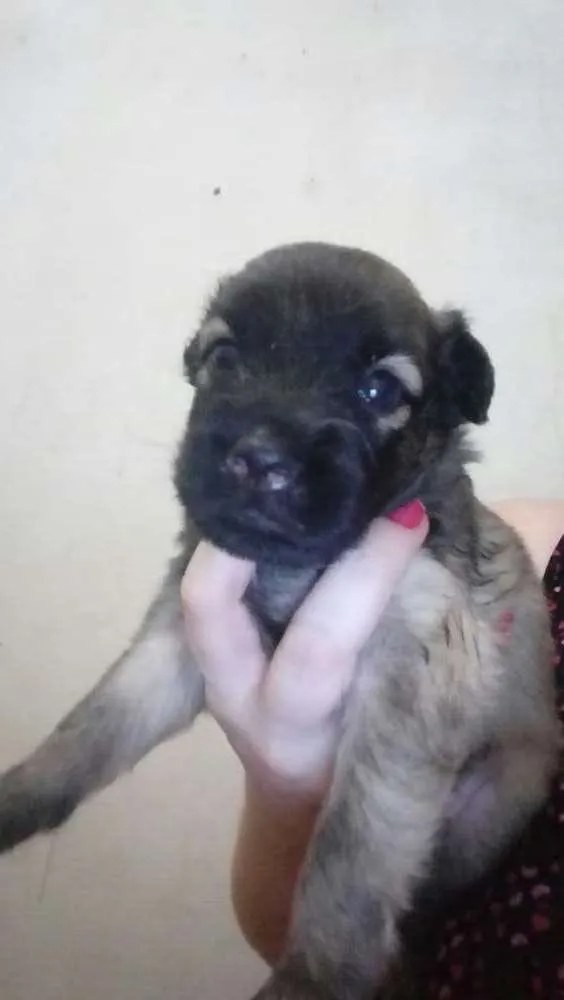 Cachorro raça Srd idade Abaixo de 2 meses nome Sem nome