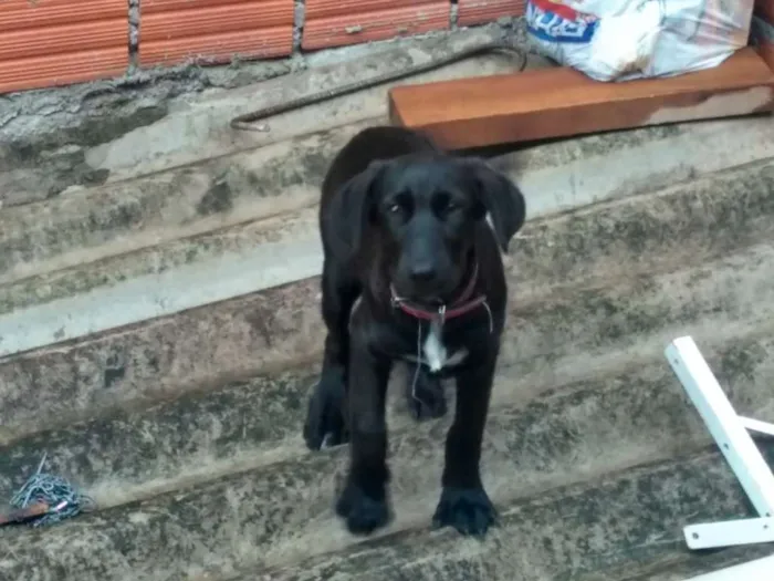 Cachorro ra a Vira lata idade 2 a 6 meses nome Pqno