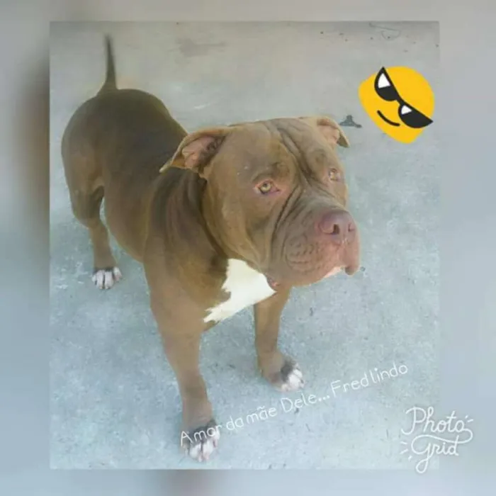 Cachorro ra a American bully idade 3 anos nome Frederyco