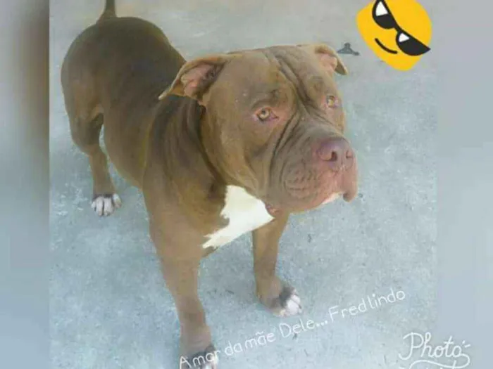 Cachorro ra a American bully idade 3 anos nome Frederyco