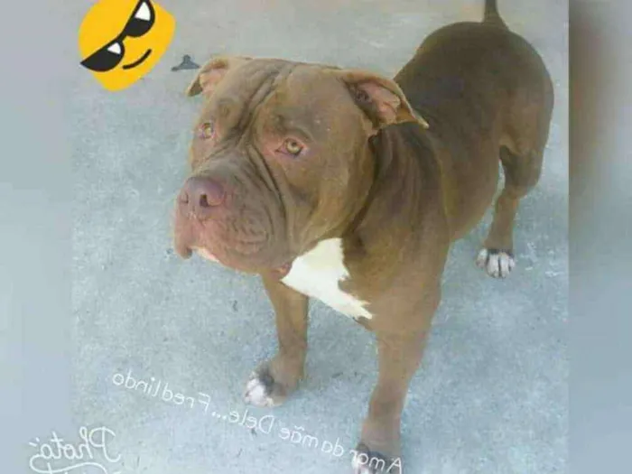 Cachorro ra a American bully idade 3 anos nome Frederyco