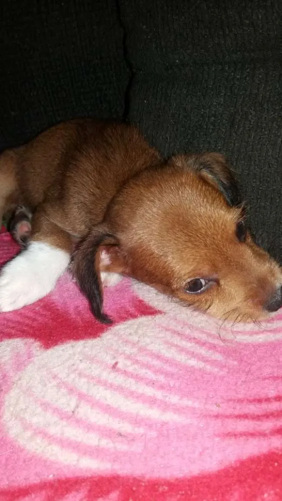 Cachorro ra a Sem raça definida idade Abaixo de 2 meses nome Sem nome