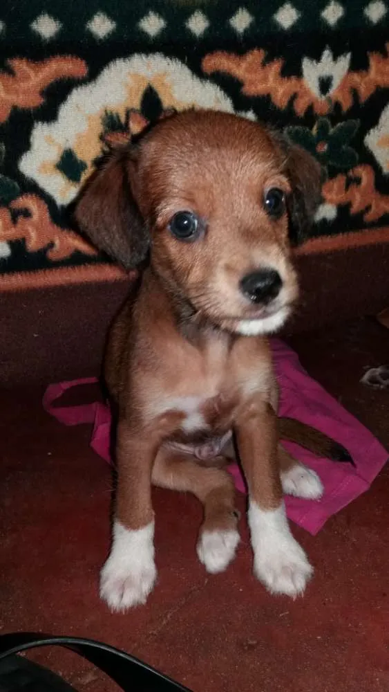 Cachorro ra a Sem raça definida idade Abaixo de 2 meses nome Sem nome