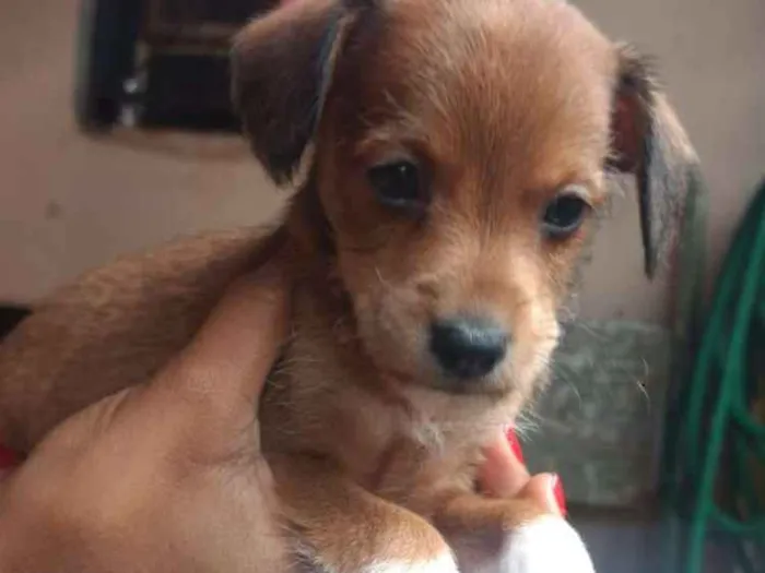 Cachorro ra a Sem raça definida idade Abaixo de 2 meses nome Sem nome