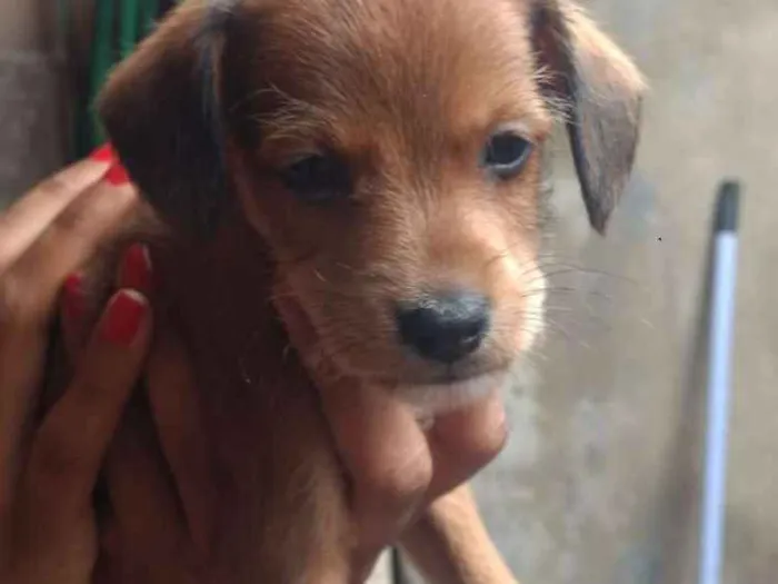 Cachorro ra a Sem raça definida idade Abaixo de 2 meses nome Sem nome