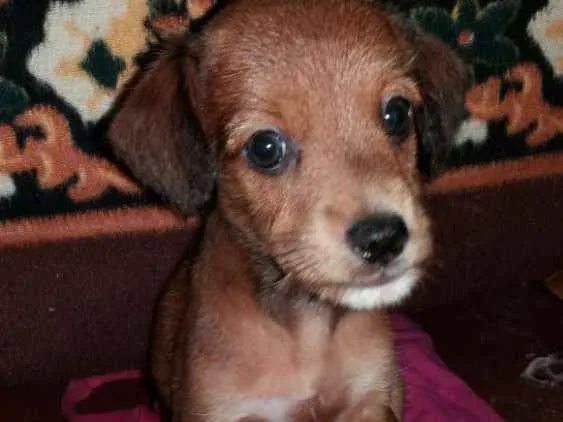 Cachorro ra a Sem raça definida idade Abaixo de 2 meses nome Sem nome