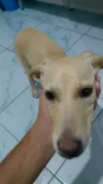 Eu chamo costelinha