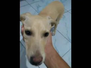 Cachorro raça Labrador idade 2 a 6 meses nome Eu chamo costelinha