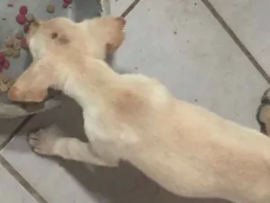 Cachorro raça Indefinida idade 2 a 6 meses nome Não tem