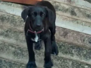 Cachorro raça Vira lata idade 2 a 6 meses nome Pqno