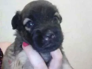 Cachorro raça Srd idade Abaixo de 2 meses nome Sem nome
