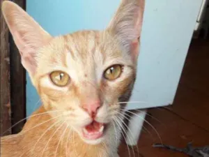 Gato raça Viralata idade 7 a 11 meses nome Archie