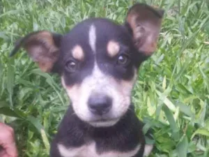 Cachorro raça srd idade 2 a 6 meses nome Clô