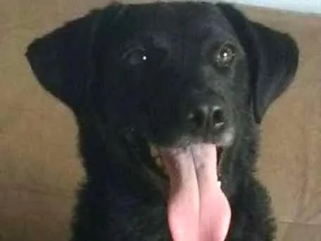 Cachorro ra a Labrador- Belga idade 2 anos nome Mendy