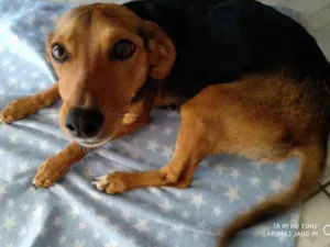 Cachorro raça nao definida idade 1 ano nome Lady