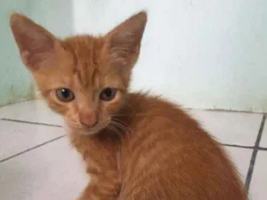 Gato raça  idade Abaixo de 2 meses nome sem nome