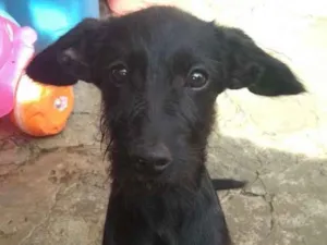 Cachorro raça Vira lata idade 2 a 6 meses nome Pretinha
