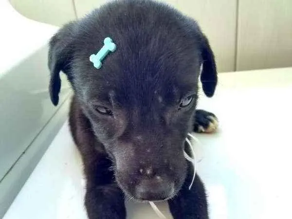 Cachorro ra a SRD idade 2 a 6 meses nome Anjinhos abandonados